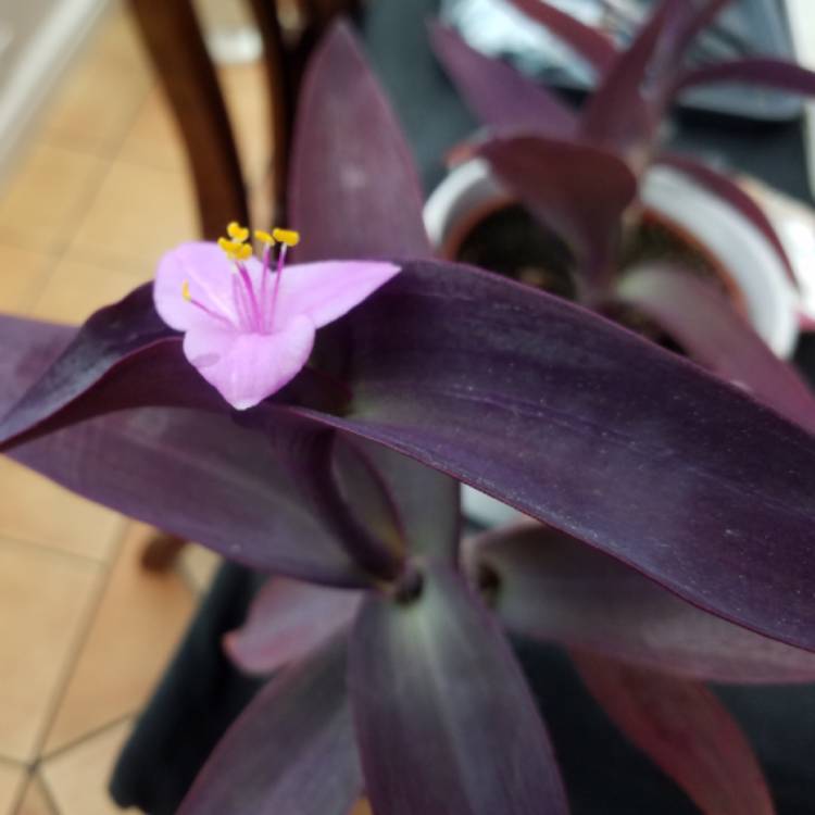 plant image 731150 plant image 731150