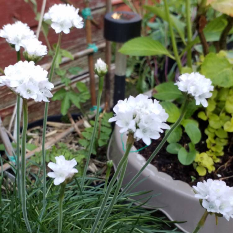 plant image 735678