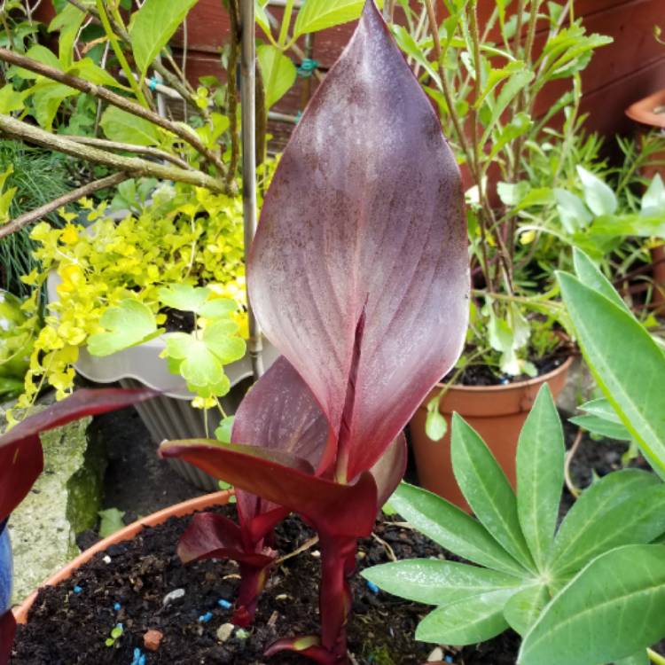 plant image 746307 plant image 746307