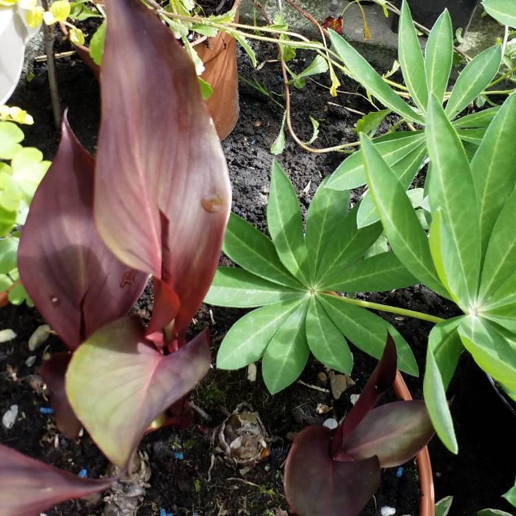 plant image 748959 plant image 748959