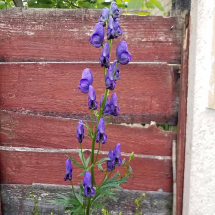 plant image 750432 plant image 750432