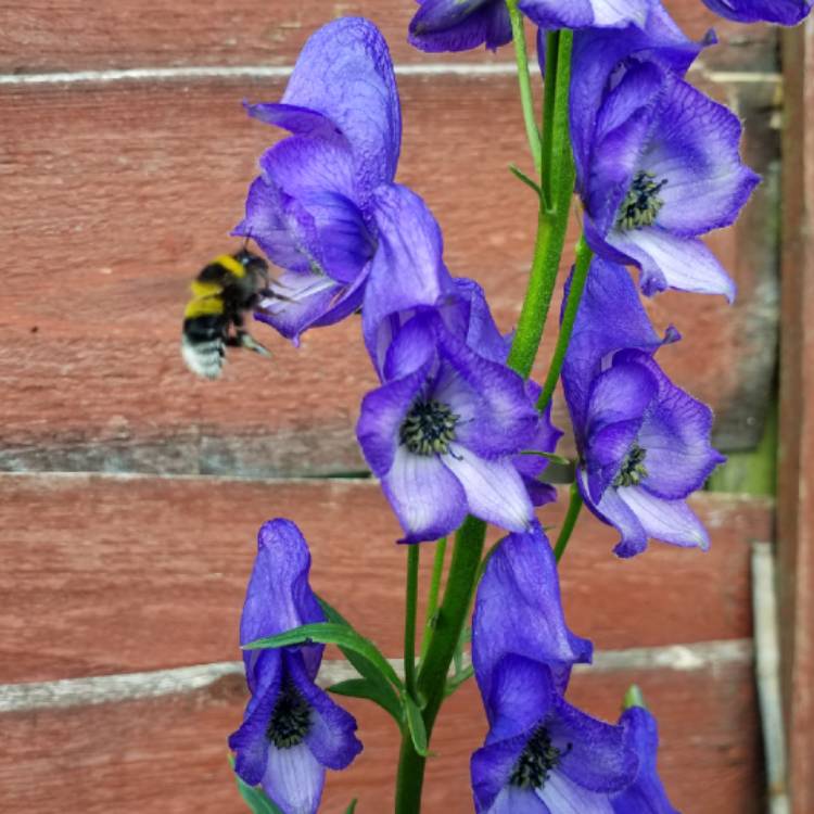 plant image 752819 plant image 752819