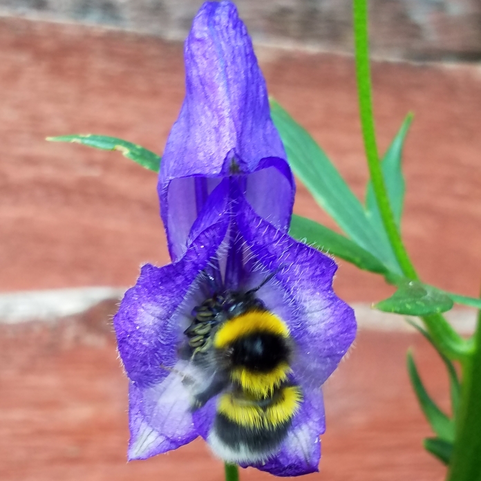 plant image 752894 plant image 752894