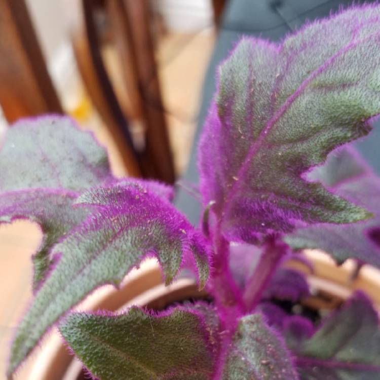 plant image 754322 plant image 754322
