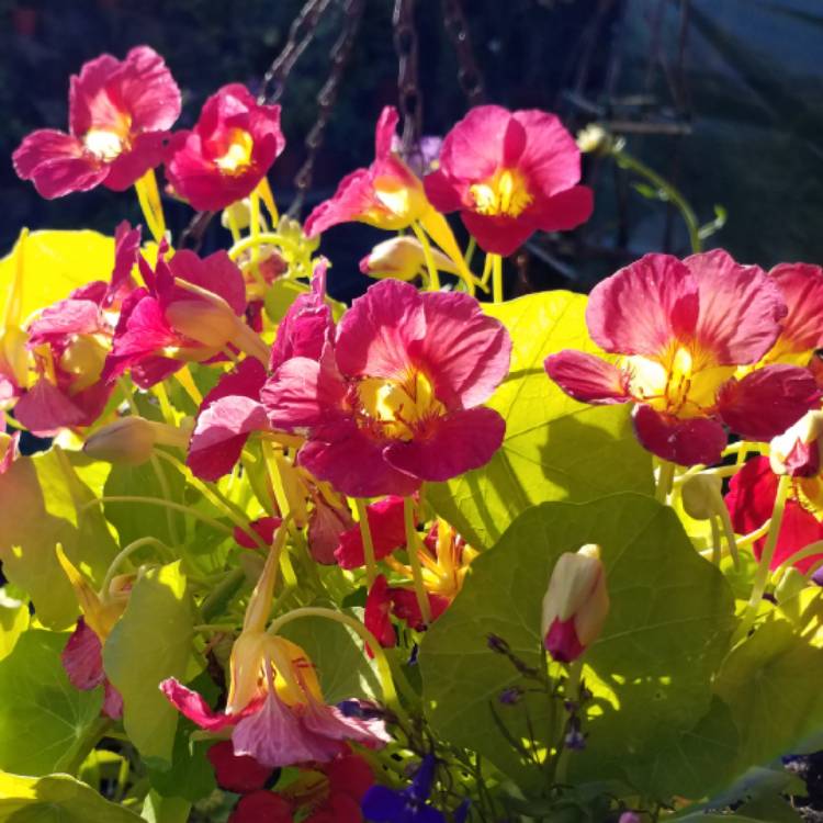 Plant image Tropaeolum majus 'Jewel Cherry Mixed'