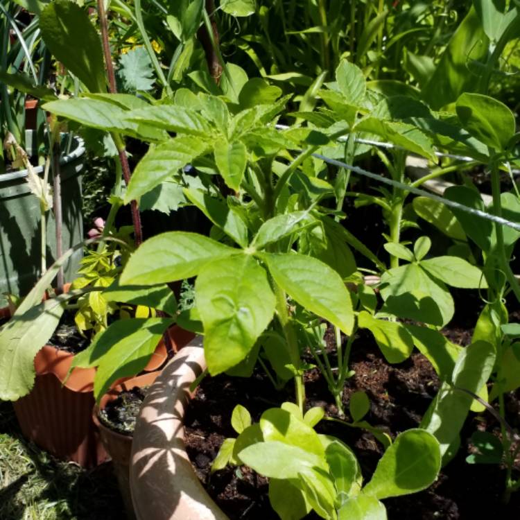plant image 758822 plant image 758822