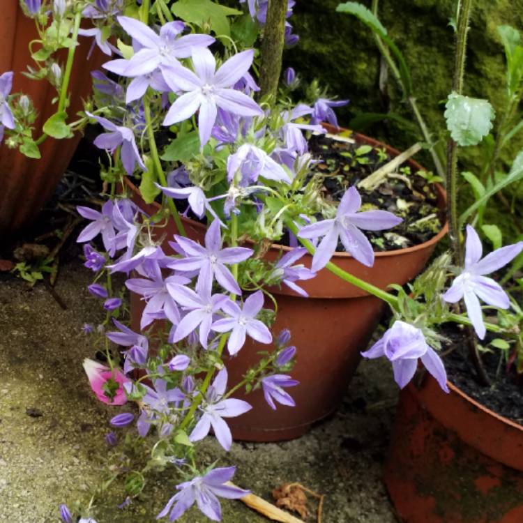 plant image 762379 plant image 762379