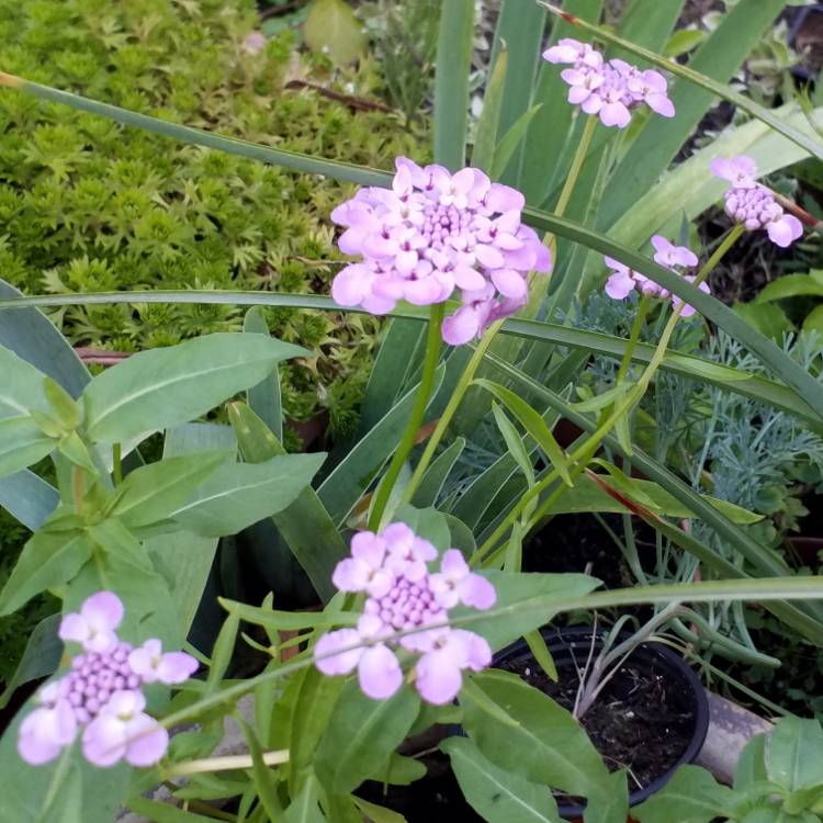 plant image 765789 plant image 765789