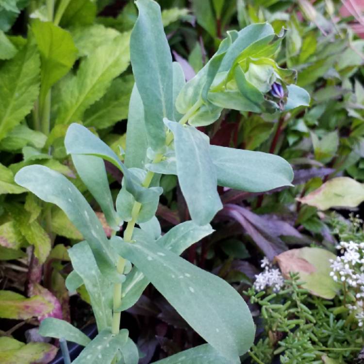 plant image 765793 plant image 765793
