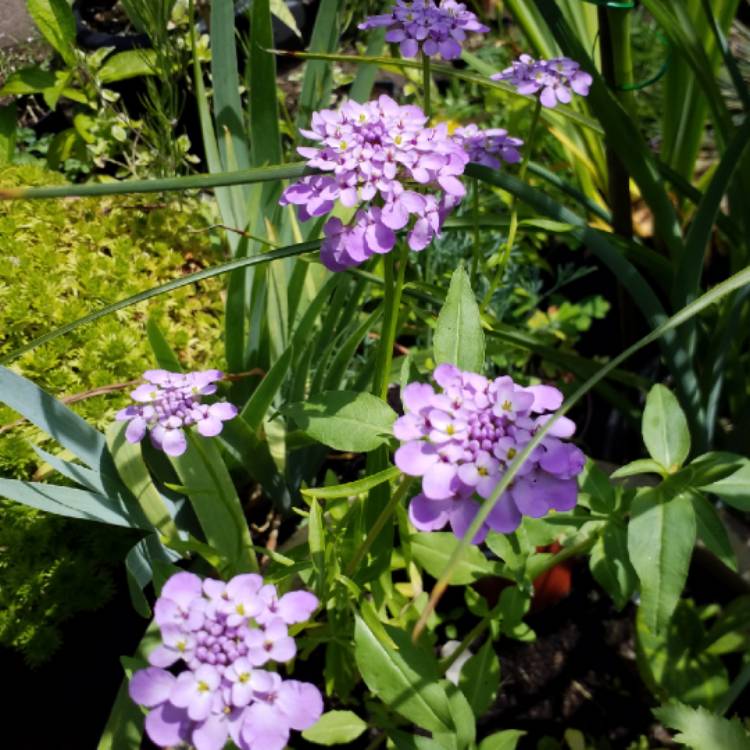 plant image 767795 plant image 767795