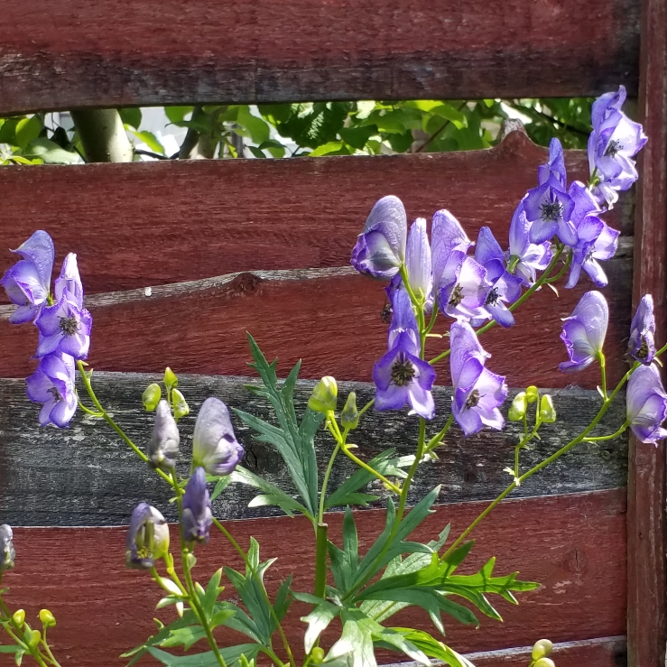 plant image 768229 plant image 768229