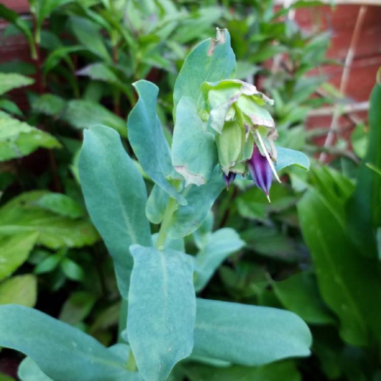 plant image 768355 plant image 768355