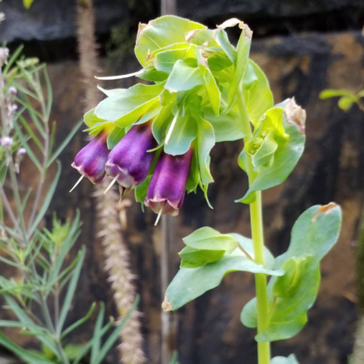 plant image 778586 plant image 778586