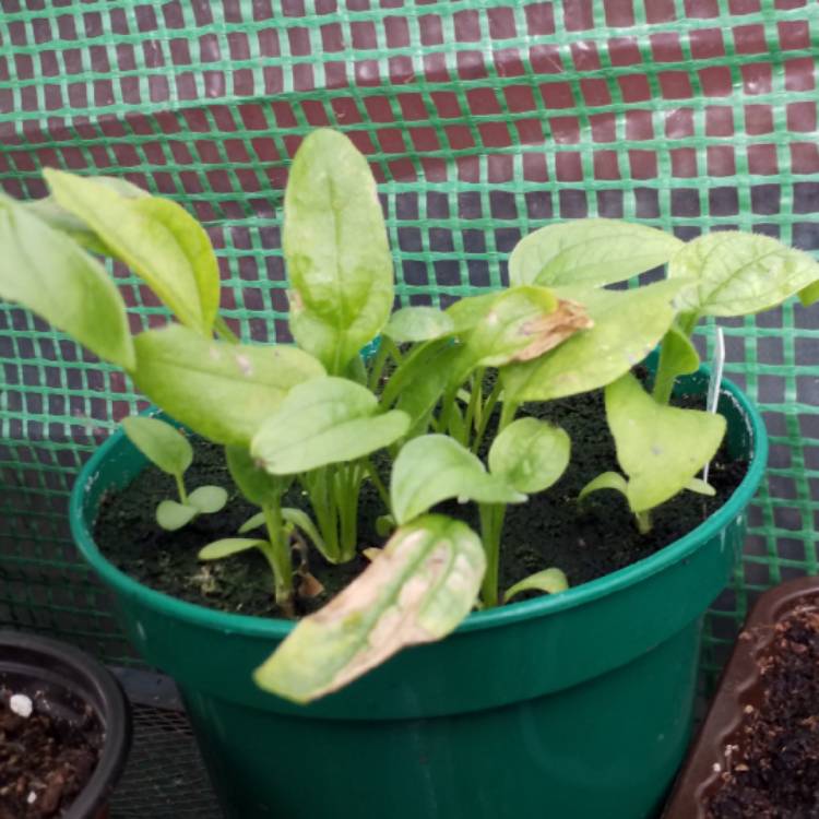plant image 778624 plant image 778624