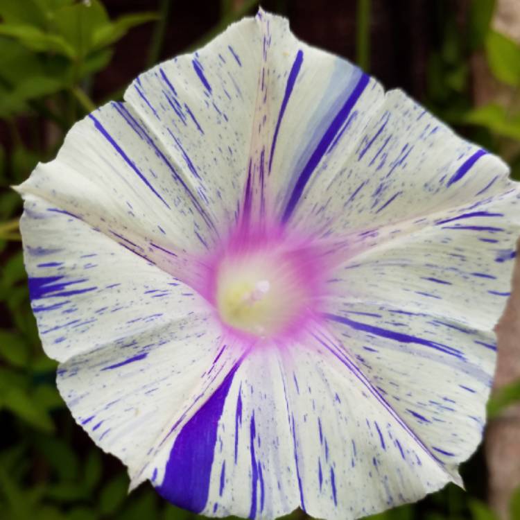 plant image 780773 plant image 780773