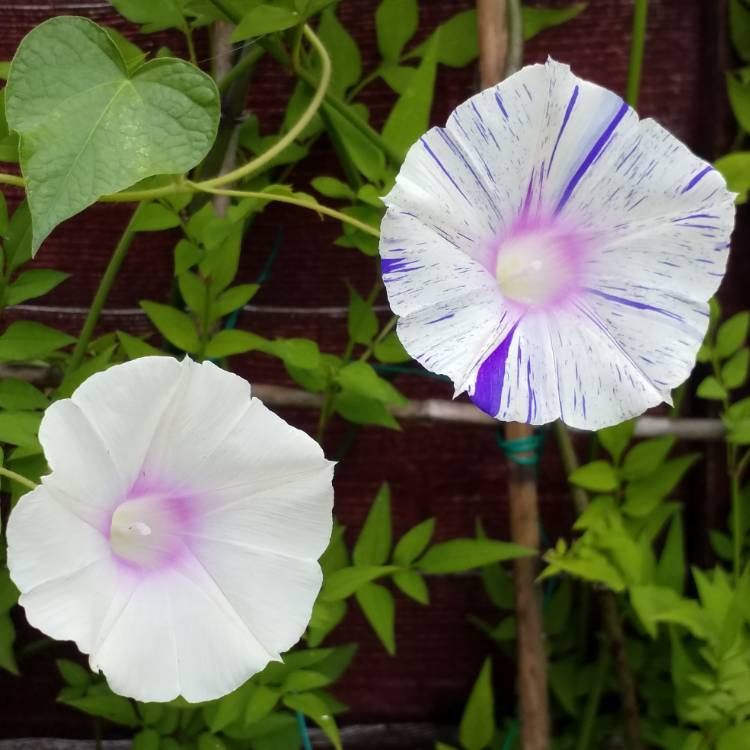 plant image 780775 plant image 780775