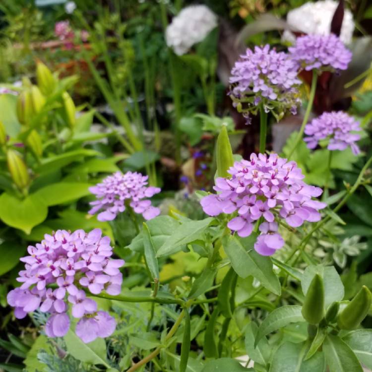 plant image 780789 plant image 780789
