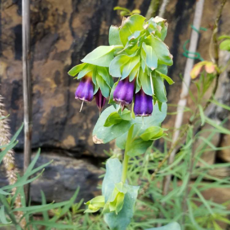 plant image 780795 plant image 780795