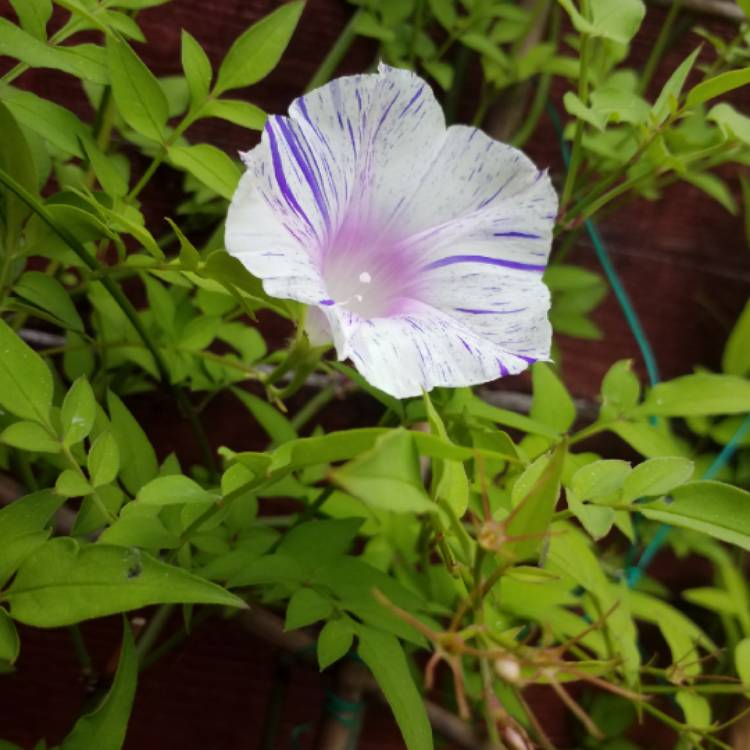 plant image 782303 plant image 782303