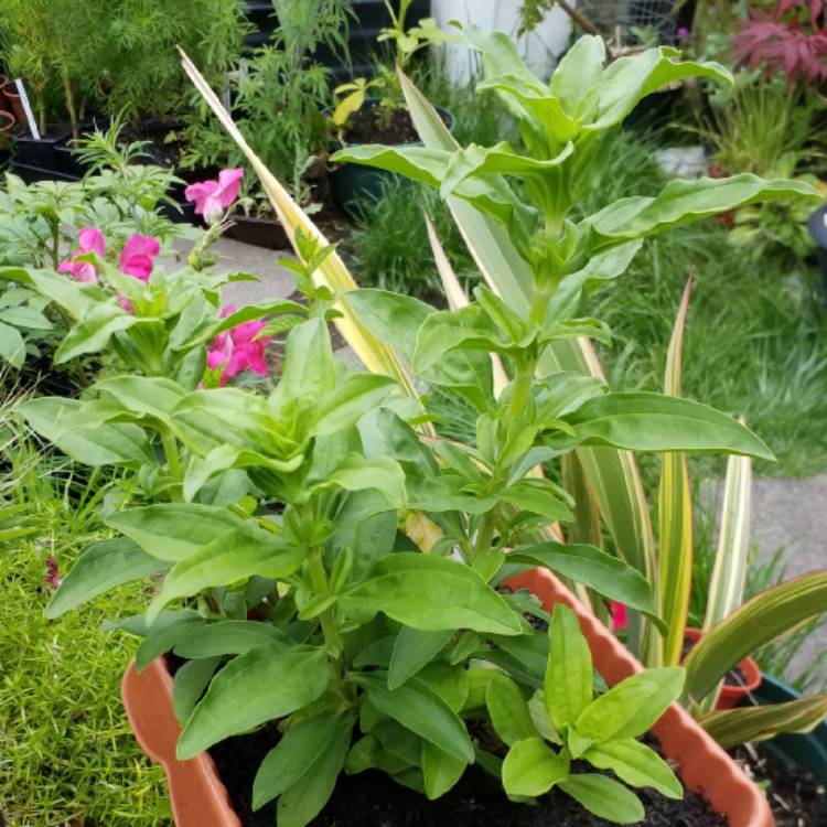 plant image 782305 plant image 782305