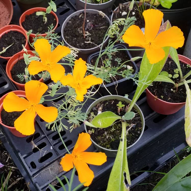 Plant image Eschscholzia californica 'Mission Bells'