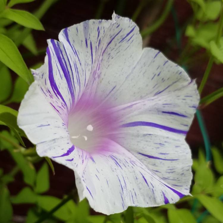 plant image 785789 plant image 785789