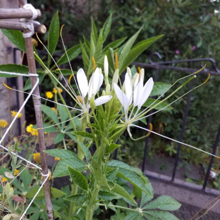 plant image 787817 plant image 787817