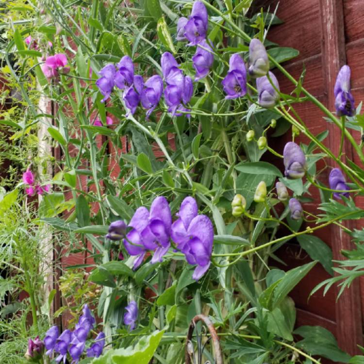 plant image 789796 plant image 789796