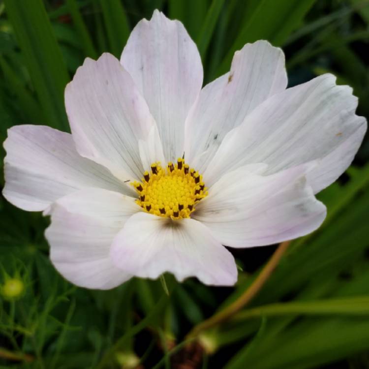 plant image 796053
