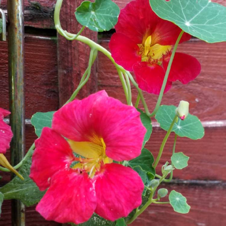 plant image 797568 plant image 797568