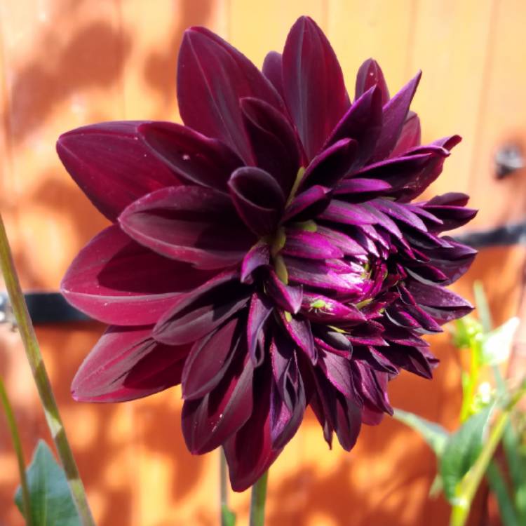 plant image 797574 plant image 797574