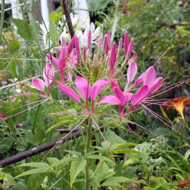 plant image 800752 plant image 800752