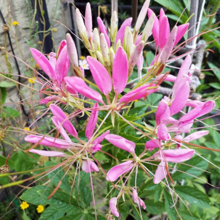 plant image 800758 plant image 800758