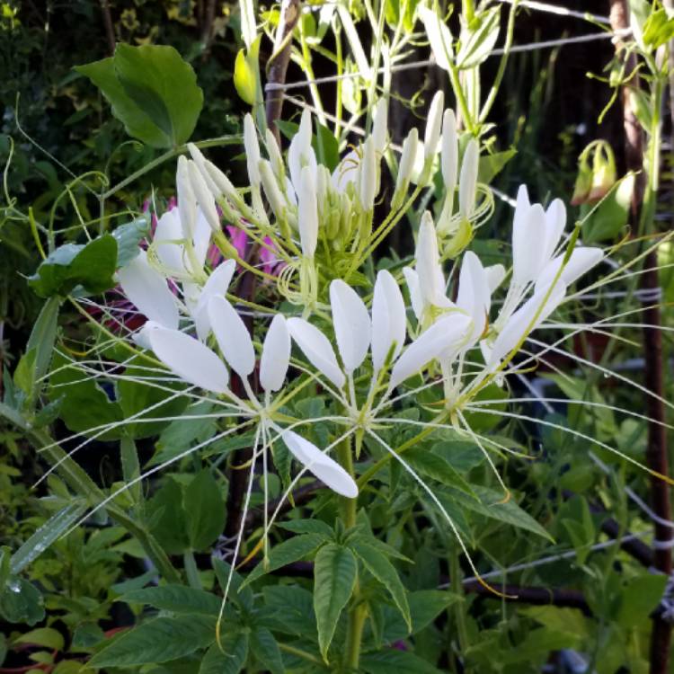 plant image 800766 plant image 800766