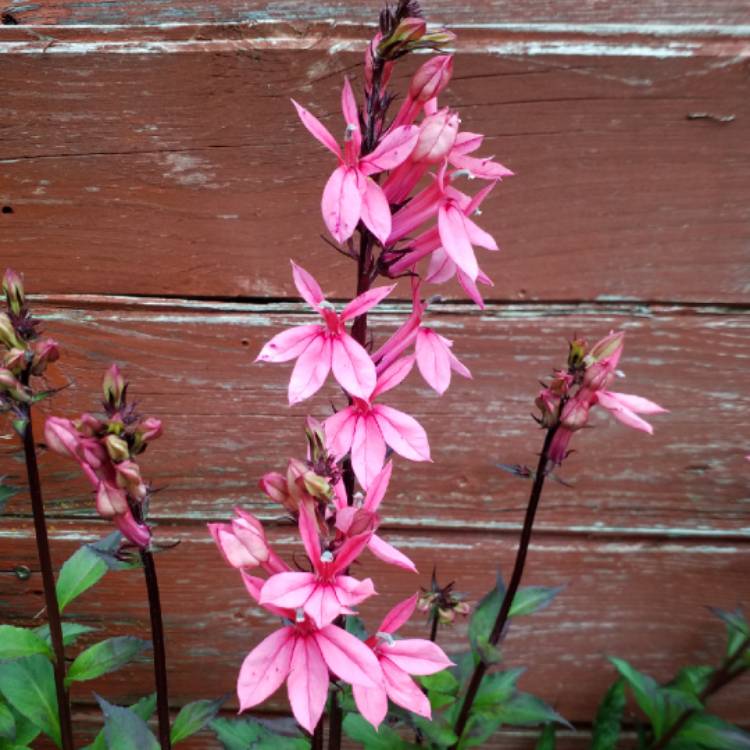 plant image 803245 plant image 803245
