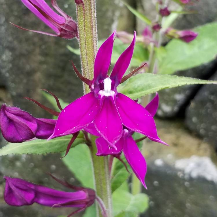 plant image 803249 plant image 803249