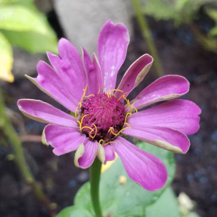 plant image 807653 plant image 807653