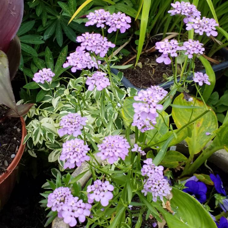 plant image 807675 plant image 807675