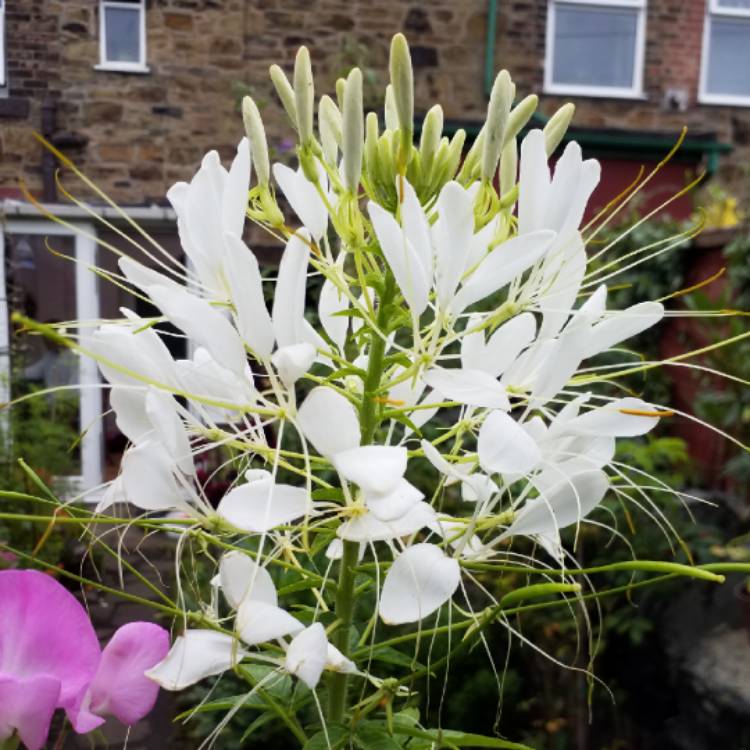 plant image 807678 plant image 807678