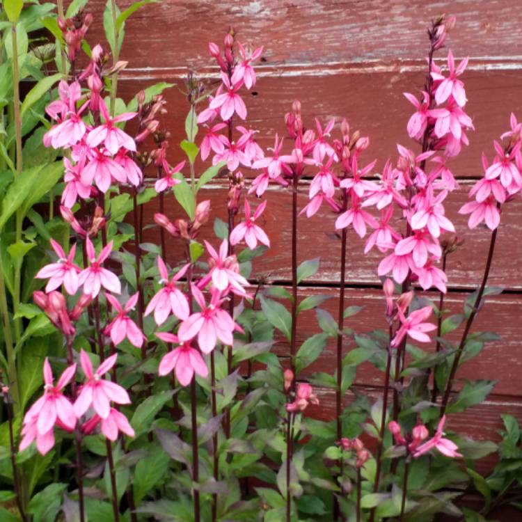 plant image 807686 plant image 807686