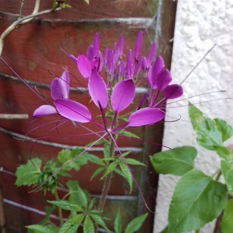plant image 808375 plant image 808375