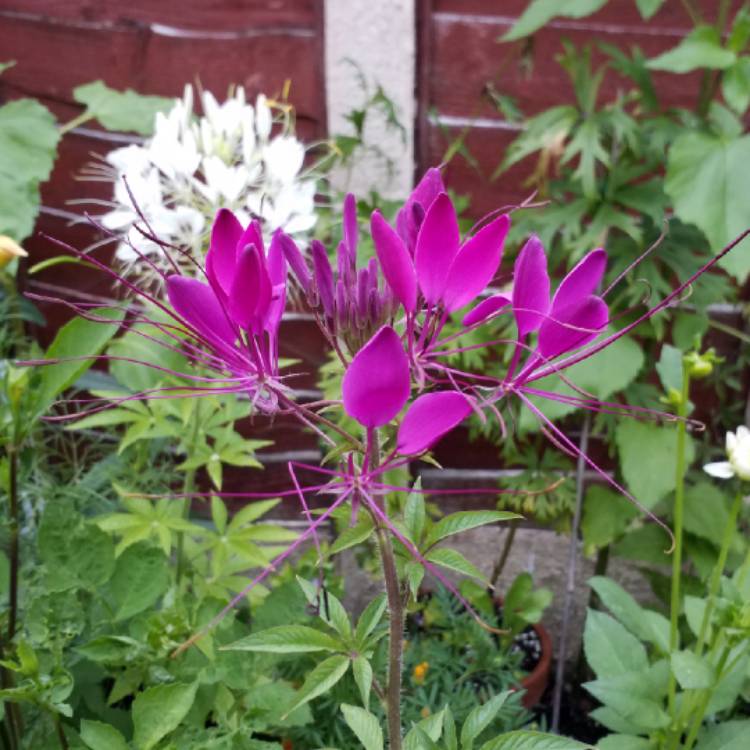 plant image 811796 plant image 811796