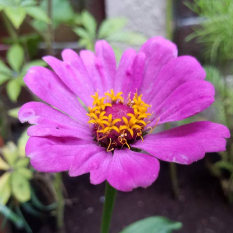plant image 811799 plant image 811799