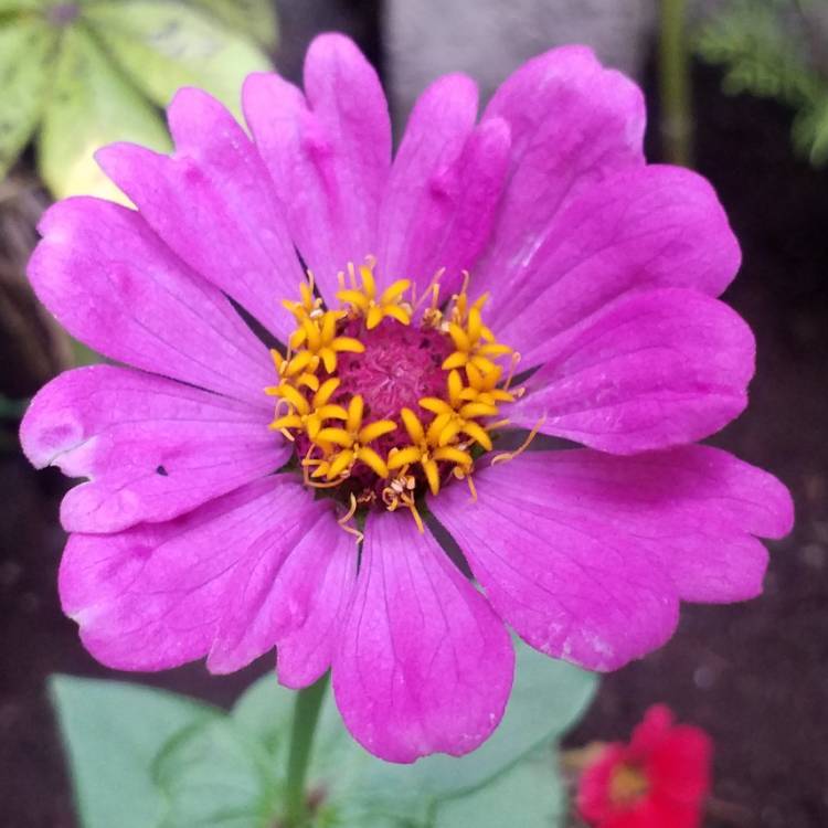 plant image 811800 plant image 811800
