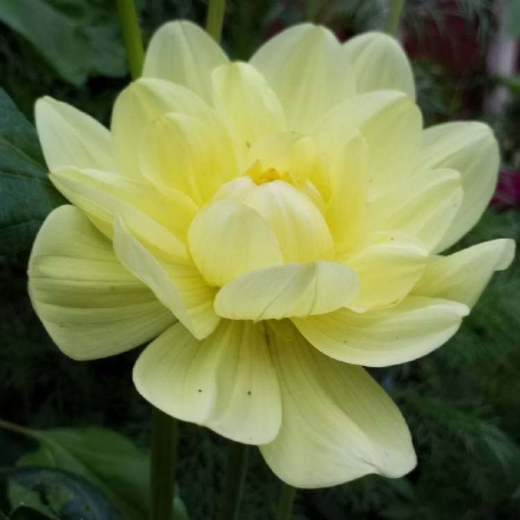 plant image 811801 plant image 811801