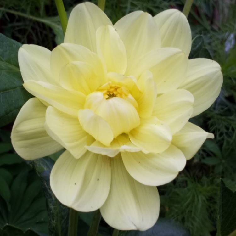 plant image 811802 plant image 811802