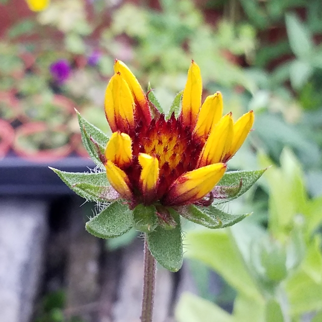 plant image 811805 plant image 811805