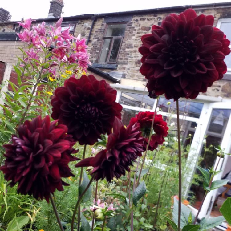 plant image 811807 plant image 811807
