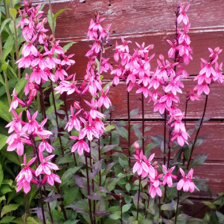 plant image 811809 plant image 811809
