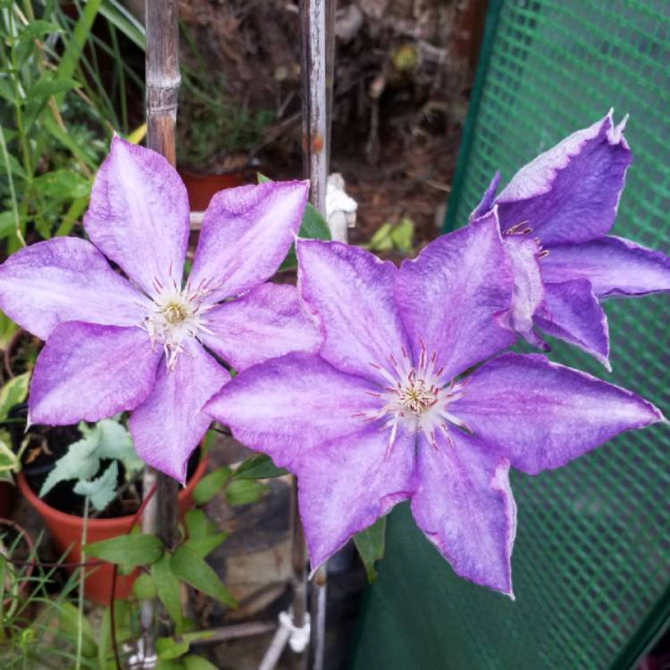 plant image 811810 plant image 811810